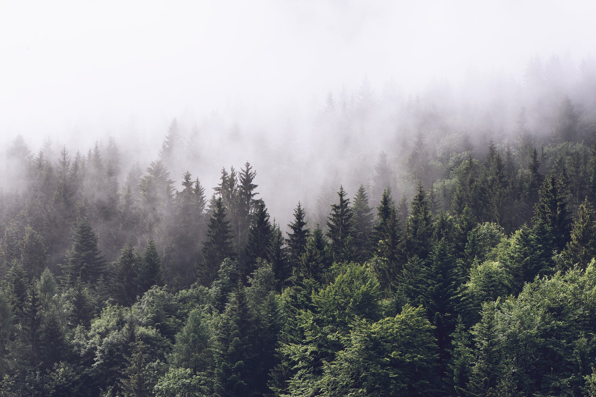 Ethereal Forest - Green Misty Damp Forest Scandinavian Wallpaper Mural - Image 3