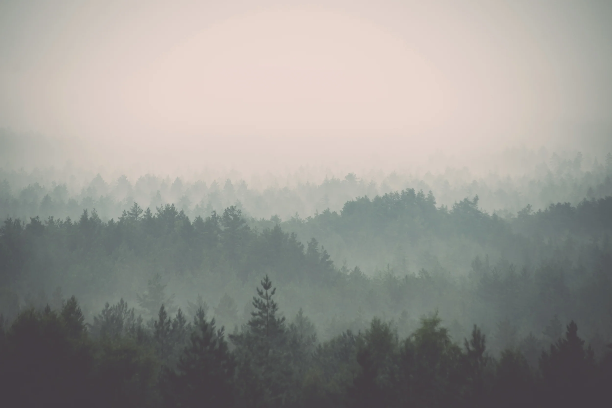 Pinefade - Misty Muted Green Pine Tree Forest Wallpaper Mural - Image 5